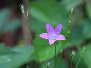 butterfly on flower