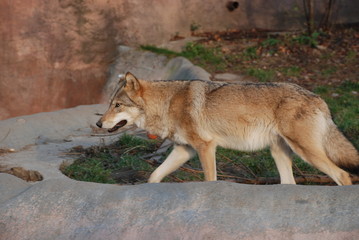 A big beautiful wolf shows his formidable grin and strength.