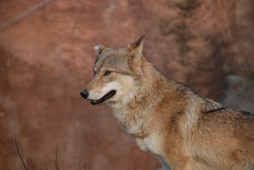 Obraz premium A big beautiful wolf shows his formidable grin and strength.