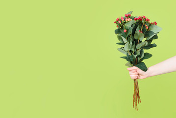 Woman hand holding branches with red berries and green leaves on green background. Flat lay. Flower background. Add your text.