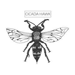Fluffy macro drawn cicada killer in full length