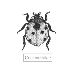 Highly detailed macro ladybug drawing
