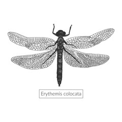 Macro detailed hand drawn dragonfly