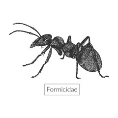 Macro image of detailed hand drawn ant