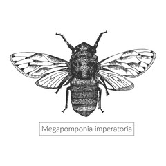Macro detailed sketched drawn insect