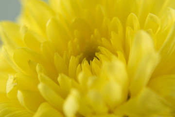 Chrysanthemum flower on white background  close up.