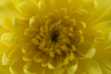Chrysanthemum flower on white background  close up.