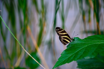 zebra longwing butterfly resting on a green leaf