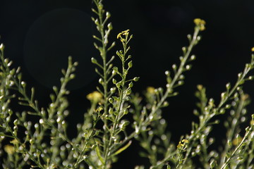 flowers on black background