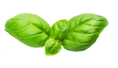 fresh green basil