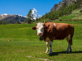 Naklejka premium Cow on the green field at Zermatt, Switzerland