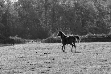 Naklejka premium Horse and autumn season, Auvergne, France.
