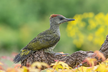 Portrait of European green woodpecker juvenile (Picus virdis)