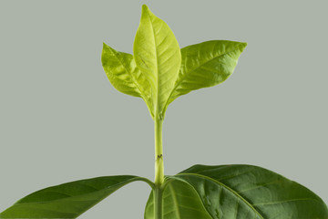 Leafy shoots, Leaves