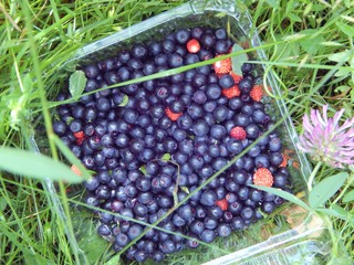 Ripe blueberries and wild strawberries as a source of vitamins: A, C, B1, B6, vitamin PP and antioxidants