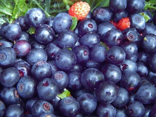 Ripe blueberries and wild strawberries as a source of vitamins: A, C, B1, B6, vitamin PP and antioxidants