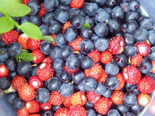 Ripe blueberries and wild strawberries as a source of vitamins: A, C, B1, B6, vitamin PP and antioxidants
