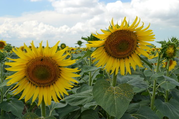 Sunflowers against the blue sky and clouds.