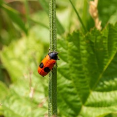 ein Ameisen sackkäfer an einem Stengel