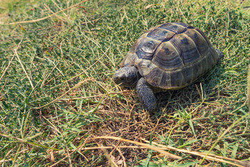 Steppe mediterranean turtle on green grass