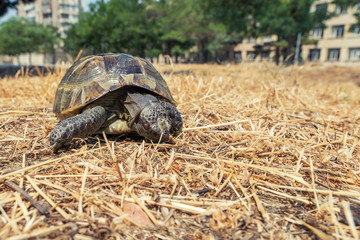 Steppe mediterranean turtle in city park