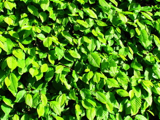 Fototapeta na wymiar Vivid green leaves natural photo texture, hedgerow detail, landscaping the garden
