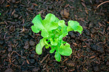 Green lettuce in the vegetable plot