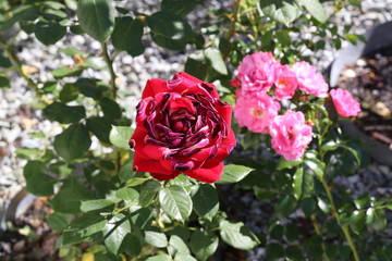 Red roses seared by the sun and heat
