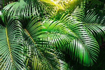 Fototapeta na wymiar Green palm leaves in the garden