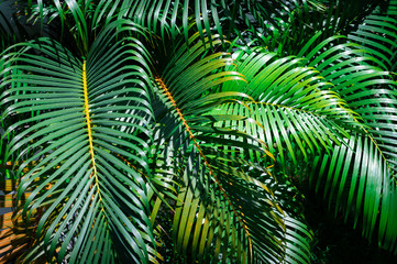 Green palm leaves in the garden