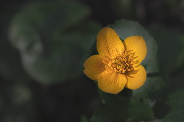 Kleine gelbe Wildpflanze