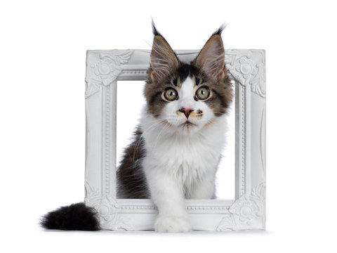 Cute black tabby with white Maine Coon cat kitten with adorable freckle on nose, sitting through photo frame. Looking at lens with greenish eyes. Isolated on white background.