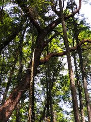 Obraz premium Forrest 14 Galliano Island