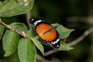 Obraz premium Diadem Butterfly sitting on a leaf