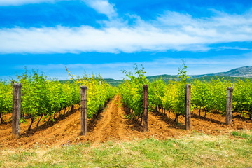 Fototapeta na wymiar Long alley of vineyard on plantation, mountain in background, sunny summer day, Dalmatian inland, Croatia