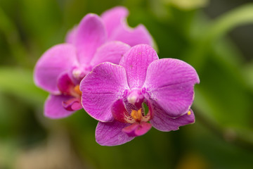Naklejka na ściany i meble photo of purple orchid in macro against foliage