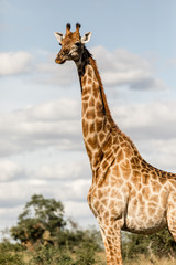 Female Giraffe looking in the distance in africa