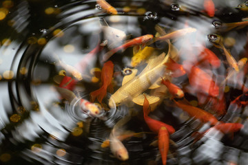  photo of goldfish in a pond with circles on the water