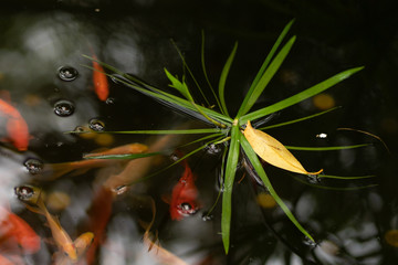  Photo of a plant on the water on the background of a pond with goldfish