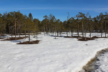 Fototapeta na wymiar Boreal forest path, Björnlandet National Park, in sweden during winter. Ground is covered with snow