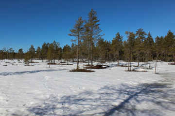 Boreal forest path, Björnlandet National Park, in sweden during winter. Ground is covered with snow