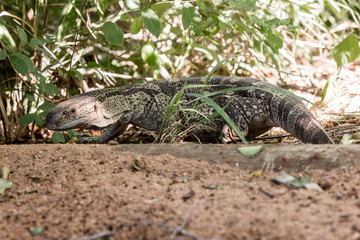 Watermonitor walking through grass in africa