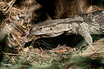 Rockmonitor, reptile walking in africa