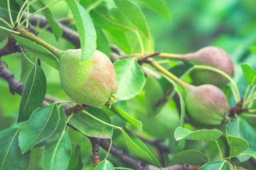 pears on the tree fruit harvest