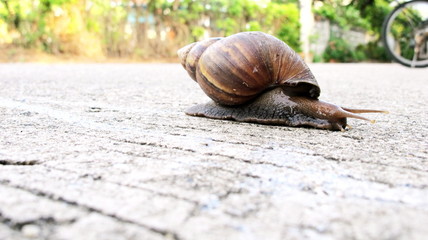 Snail crawling along are walking on the cement road, (Helix pomatia,Roman snail, Burgundy snail) morning, Show movement slowly