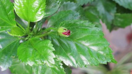 Hibiscus and flower bud in the garden close-up, natural green background for relaxation, freshness after rain © jeeraporn