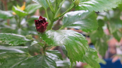 Hibiscus and flower bud in the garden close-up, natural green background for relaxation, freshness after rain © jeeraporn