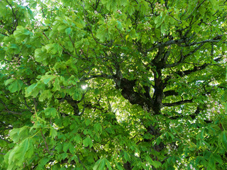 Obraz premium Grren leaf tree in summer background