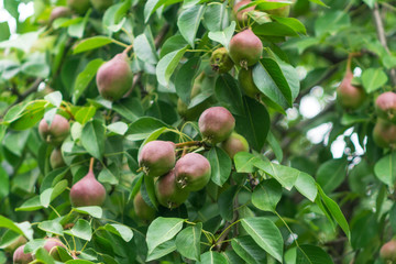 pear tree harvesting. in the garden. rustic style