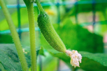 small green cucumber close-up agriculture
